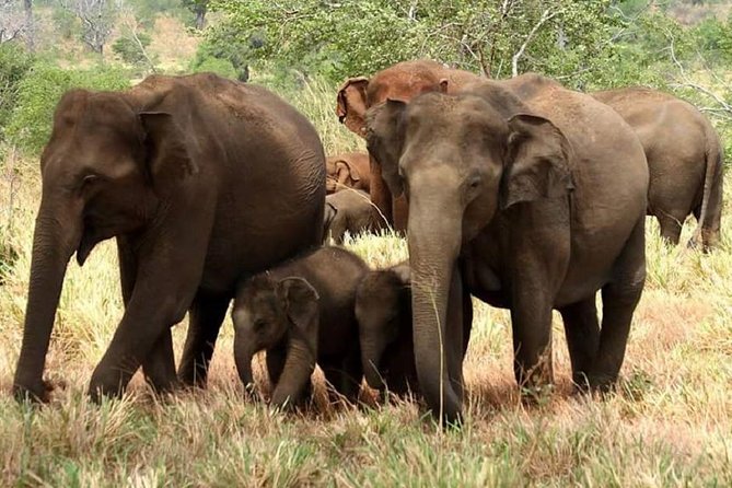 Full Day Private Safari at Yala National Park by Yala La Safari Tours - Booking Details