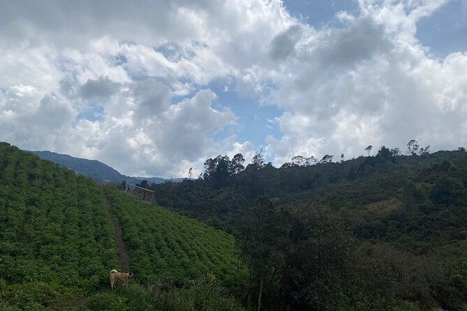 Full Day Private Tour at Finca Papera in Choachí - What to Expect