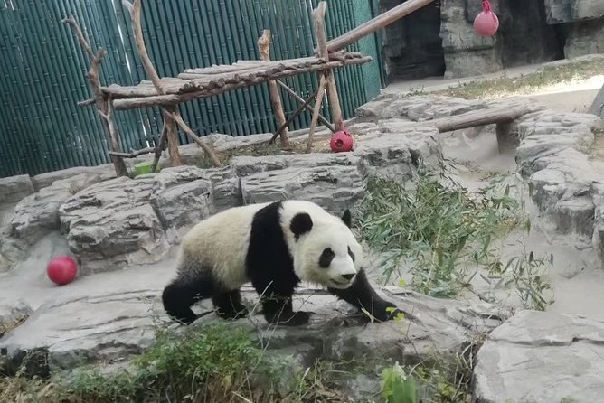 Full-Day Private Tour of Chengdu and Panda Base With Lunch - Tour Overview