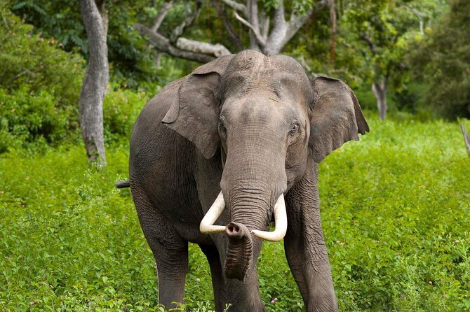 Full Day Private Wilpattu Safari in Jeep From Trincomalee - Pricing and Group Size