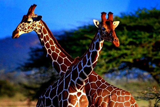 Full Day Safari at Selous Game Reserve From Zanzibar With Lunch - Pickup and Drop-off Details