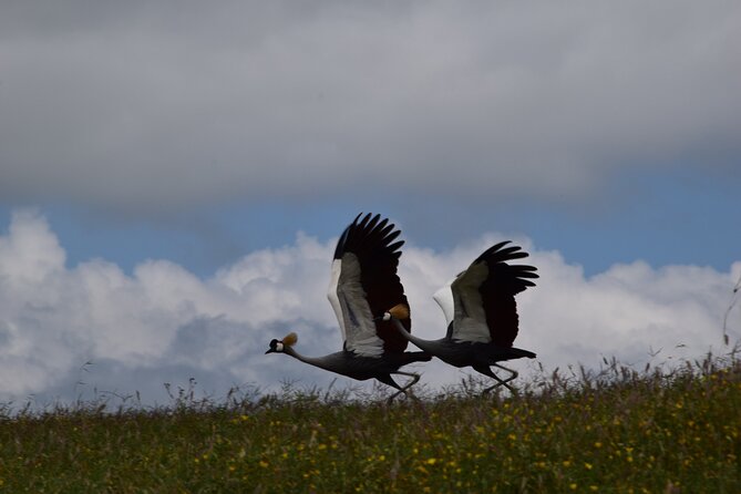 Full Day Safari Game Drive at Ngorongoro Crater With Lunch Included - Inclusions and Exclusions