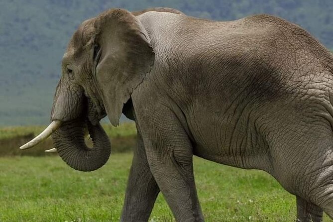 Full Day Safari Tour at Mikumi National Park From Zanzibar - Pickup Details