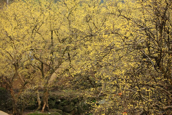Full Day Suwon Hwaseong and Yellow Spring Flower Festival Tour - Activity Information