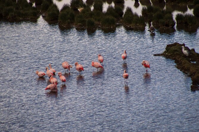 Full Day to Los Antiguos and Monte Zeballos - Whats Included
