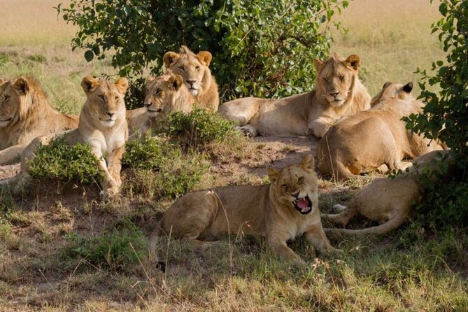 Full Day Tour Nairobi National Park, Giraffe Center ,Karen Blixen - Tour Overview