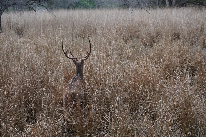 Full-Day Tour of Ranthambore From Jaipur - Inclusions