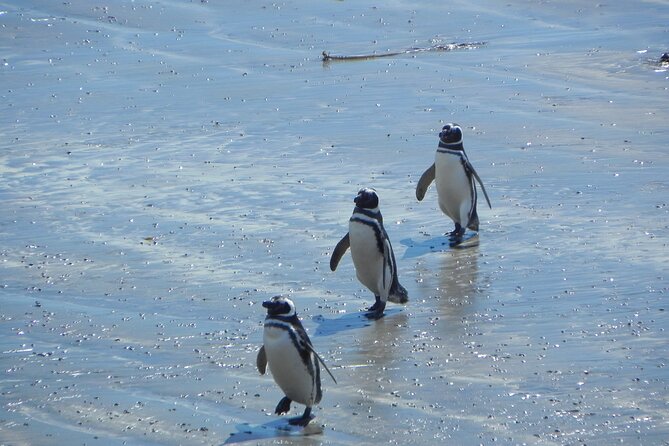 Full Day Tour Penguin Walk in Punta Tombo - Tour Overview
