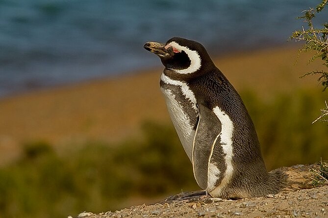 Full-Day Tour to Punta Tombo Penguin Colony - Booking Information