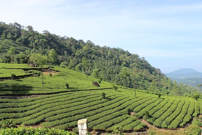 Full Day Trekking Tour In Munnar With Refreshments