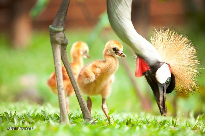 Full Day Trip Bali Bird Park And Kintamani - Tour Highlights