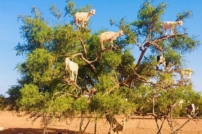Full Day Trip To Essaouira Mogador From Marrakech - Tour Highlights