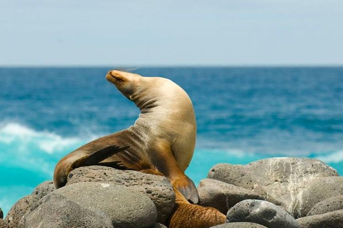 Galapagos - Santa Cruz and Isabela. 6 Days Tours - Inclusions and Fees