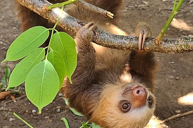 Gamboa Aerial Tram & Sloth Sanctuary From Panama City Combo Tour - Highlights of the Experience