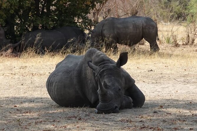 Game Drive and Ｗhite Rhino Walking Safari in Livingstone Zambia - Inclusions