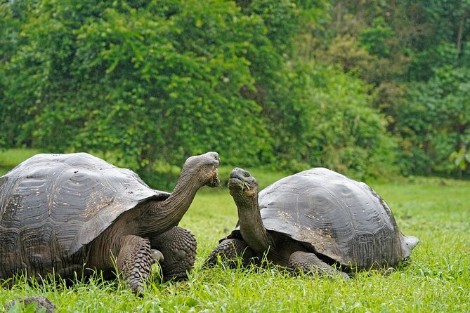 Giant Tortoises Private Tour of Galapagos Frontier Reserve - Transportation Details
