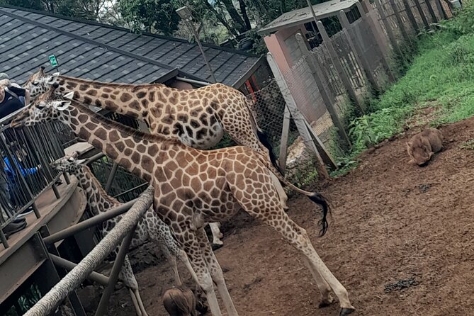 3 Best 2 Hour Tours and Experiences in Nairobi