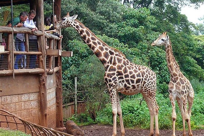 Giraffe Center Half-Day Guided Tour From Nairobi - Inclusions and Exclusions