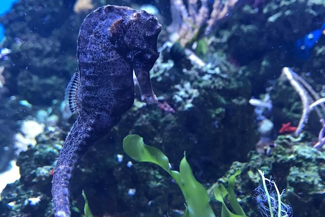 Glass-Bottom Boat Tour From Hurghada - Location: Hurghada, Egypt