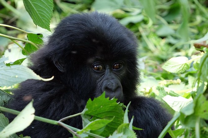 Gorilla Trekking - Whats Included in Your Tour