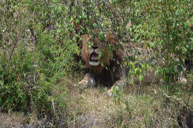 Gorilla Trekking And Masai Mara Safari – 8 Days