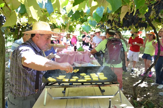 Grape Harvest and Pressing in Bento Gonçalves RS - Varietals Grown in Bento Gonçalves