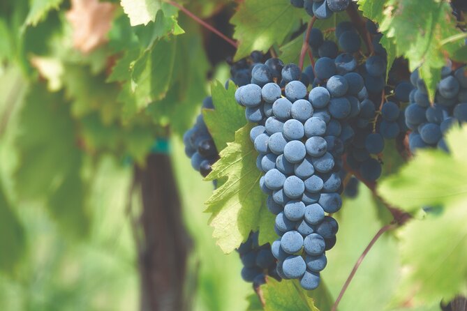 Grape Stomping Experience and Wine Tasting - Location and Meeting Point