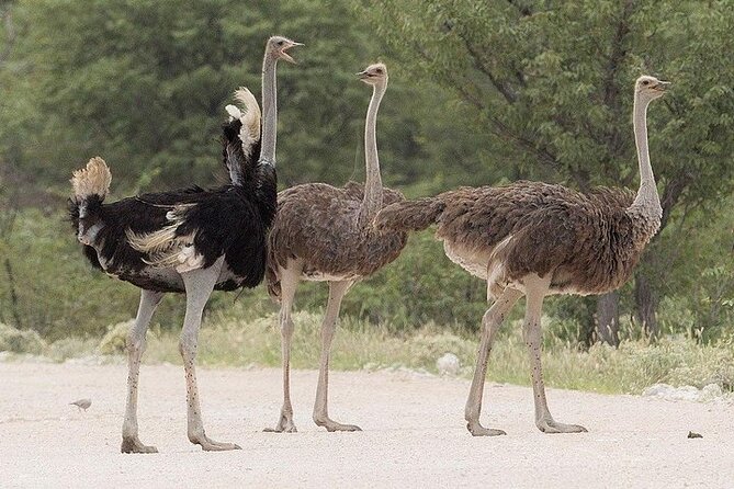 Guided Day Tour to Masai Ostrich Farm From Nairobi - Tour Details
