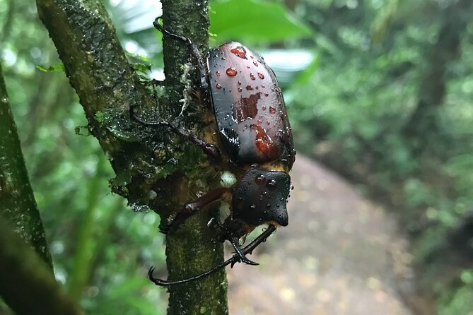 Guided Natural History Walk in Monteverde Cloud Forest - Directions