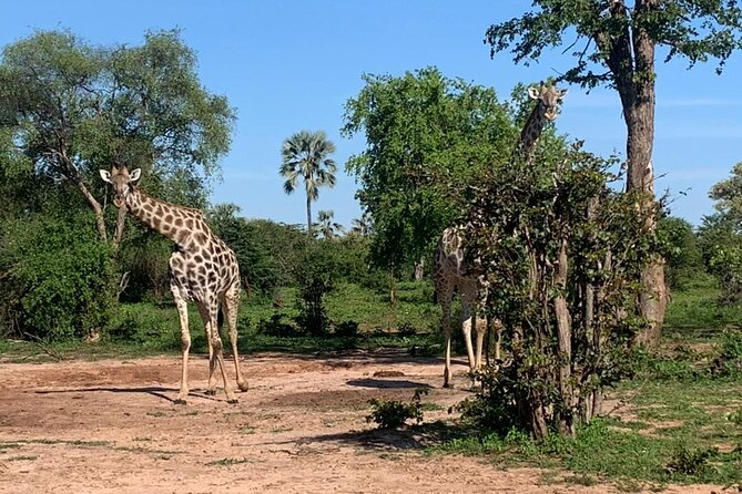 Guided Safari in National Park in Small Group - Group Size and Guide