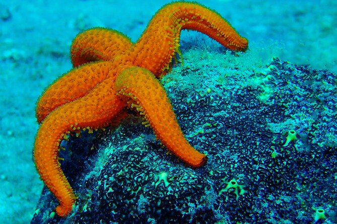 Guided Snorkeling Trips Kos Island - End Point Location