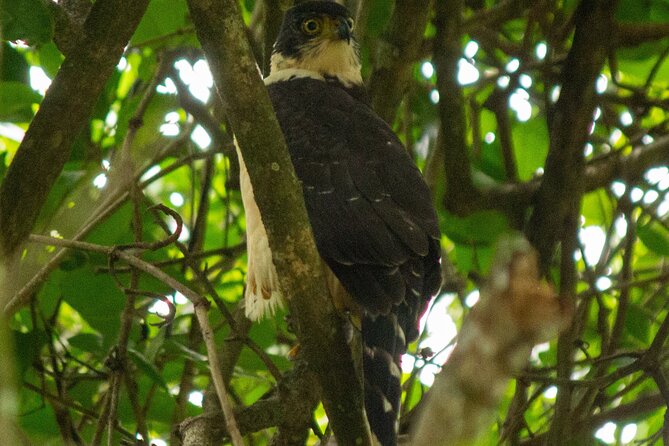 Guided Tour to Carara National Park With Admission Included - Meeting and Departure Information