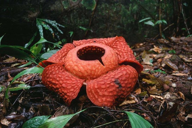 Gunung Gading National Park Tour - What to Bring