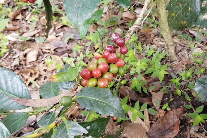 Hacienda Coloma Coffee Day Tour in Fusagasugá From Bogotá - Transportation Details