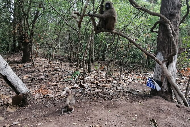 Half Day Accra Safari Private Tour