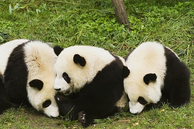 Half Day Chengdu Private Panda Tour
