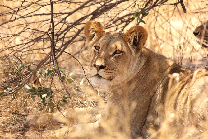 Half Day Chobe Game Drive
