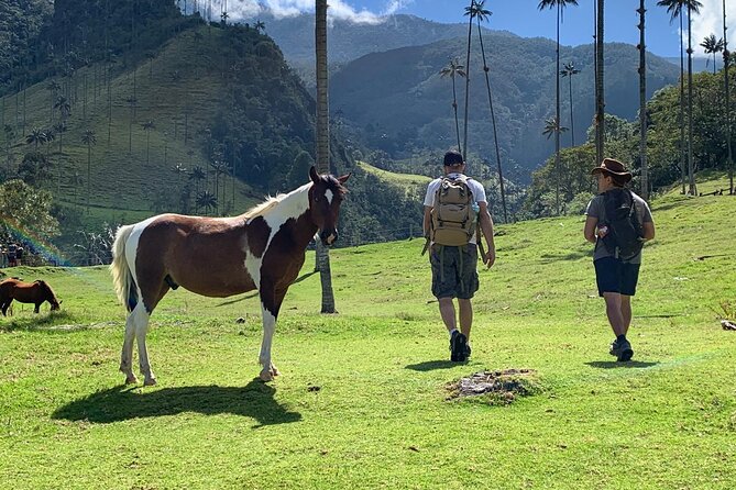 Half-Day Cocora Serenity Adventures - Inclusions and Start Time