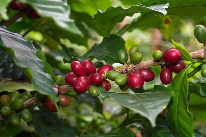 Half Day Coffee Experience With Transportation - Inclusions of the Package