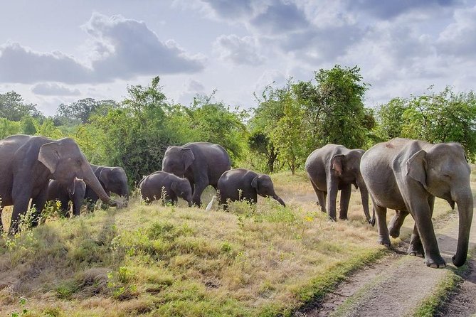 Half Day Minneriya National Park Safari From Habarana