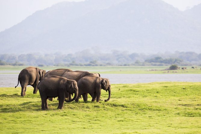 Half Day Minneriya National Park Safari From Sigiriya