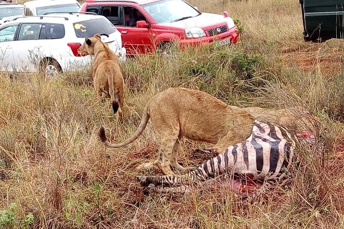 Half Day Nairobi National Park Tours - What To Expect