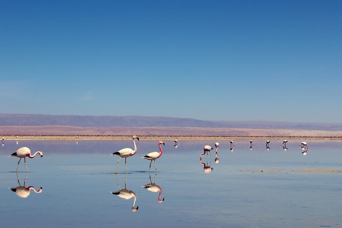 Half Day Private Tour of the Salar De Atacama and Toconao - Meeting Point and Time