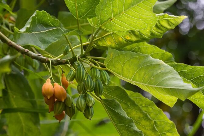Half Day Private Tour to Botanical Garden in Chania - Private Transportation