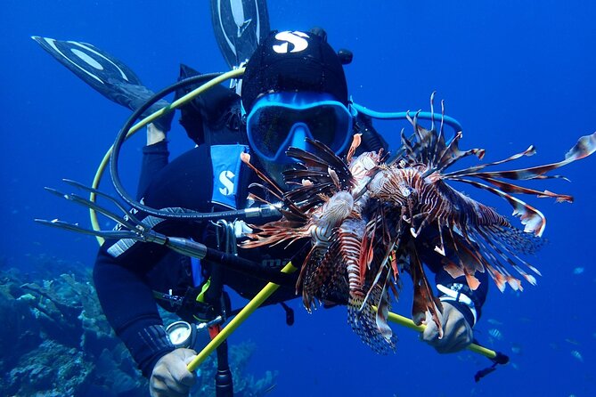Half-Day Scuba Diving Adventure Roatan – 2 Dives