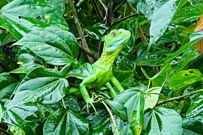 Half Day Tortuguero Canal, Cahuita National Park & Puerto Limon - Tortuguero Canal Exploration