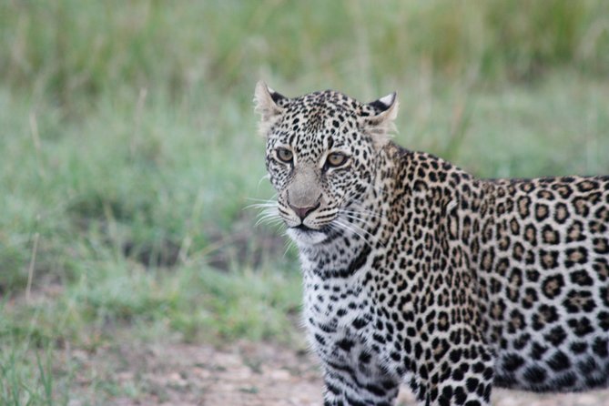 Half Day Tour to Nairobi National Park - Tour Schedule and Duration