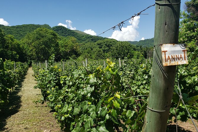 Half Day Wine Tasting in Salta - Logistics: Pickup Points, Start Time
