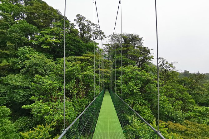 Hike in the Rainforest and Coffee Tour in Monteverde - Monteverde Coffee Tour Highlights