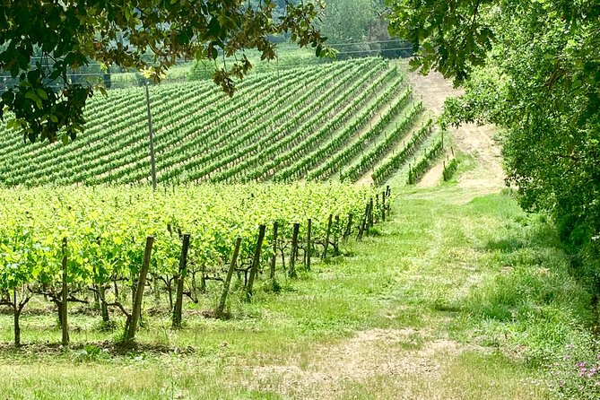 Hiking Tour Around Montalcino With Wine Tasting and Typical Lunch! - Wine Tasting Experience